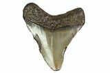 Juvenile Megalodon Tooth - Georgia #158810-1
